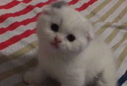 埃及猫和折耳猫打架谁更厉害