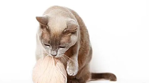 埃及猫和缅甸猫打架谁更厉害 埃及猫和缅甸猫打架谁更厉害