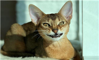阿比西尼亚猫和喜马拉雅猫哪个好养