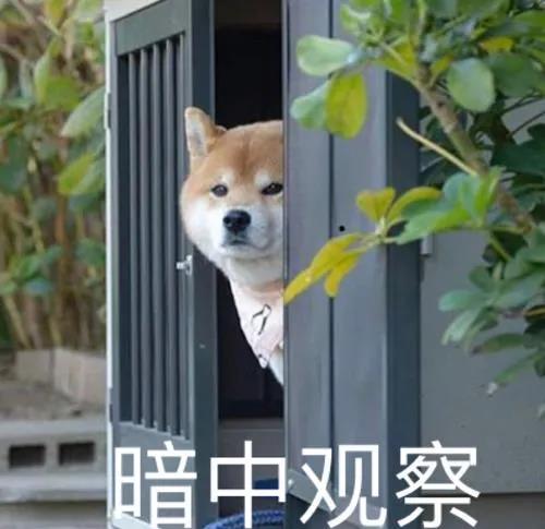 如何一句话证明你养了狗？.jpg