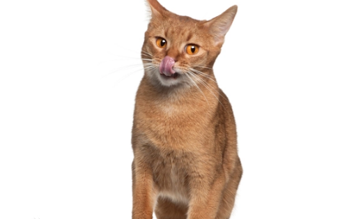 阿比西尼亚猫和土耳其梵猫打架谁更厉害
