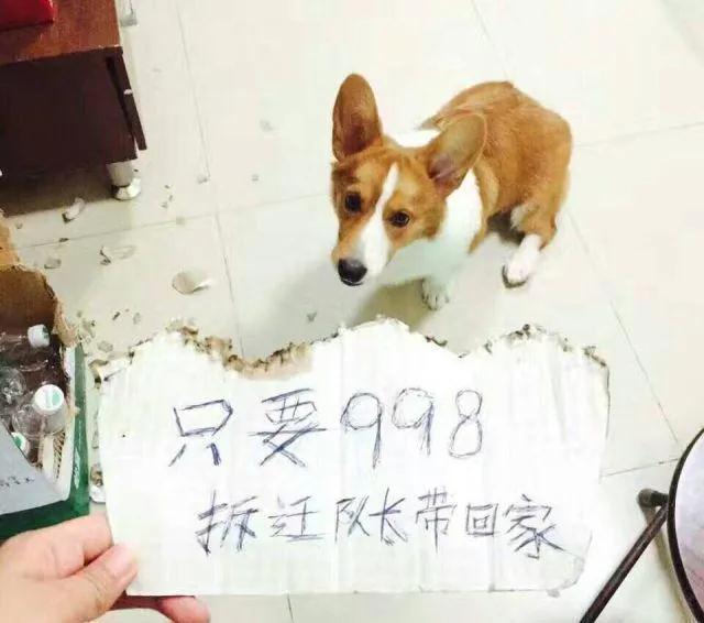 当我们出门之后，狗狗独自在家会干些什么呢？