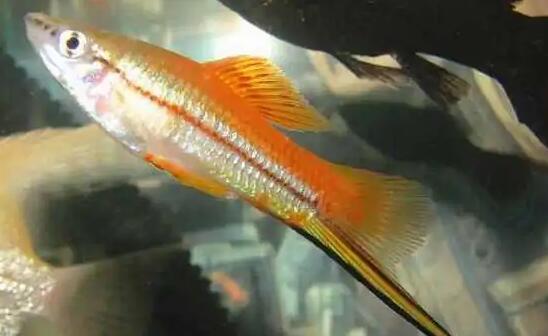 剑尾鱼性转的原因是什么