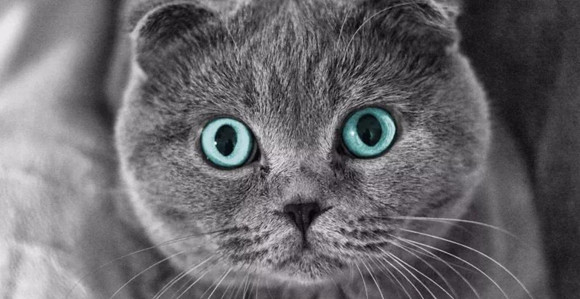笑skr人,听说猫咪的胡须能弹琴? 笑skr人,听说猫咪的胡须能弹琴?