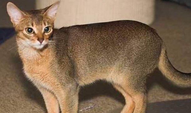阿比西尼亚猫和暹罗猫哪个好养