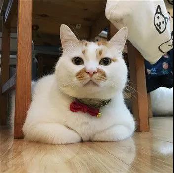 春节回家过年,猫咪独自留守在家该怎么办? 春节回家过年,猫咪独自留守在家该怎么办?
