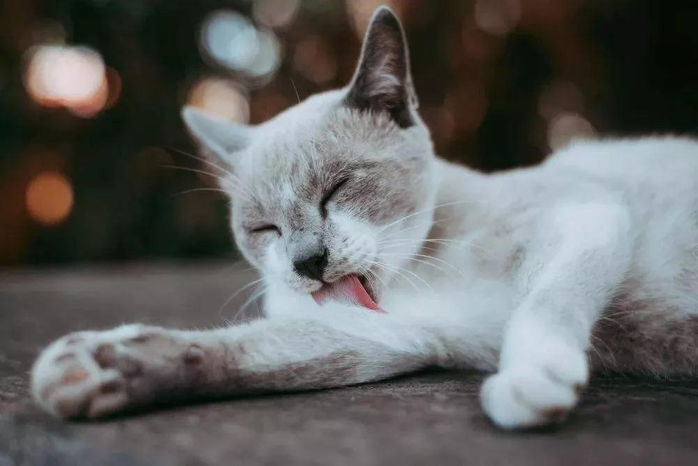 猫咪疯狂舔毛的背后,原来还有这么多小秘密~ 猫咪疯狂舔毛的背后,原来还有这么多小秘密~
