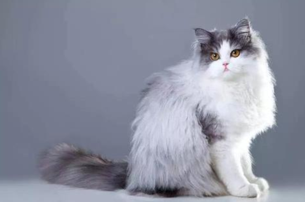 波斯猫和美国短尾猫打架谁更厉害