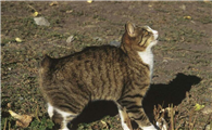 奥西猫和曼岛无尾猫打架谁更厉害