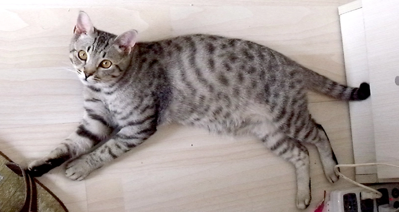 埃及猫和缅因猫打架谁更厉害