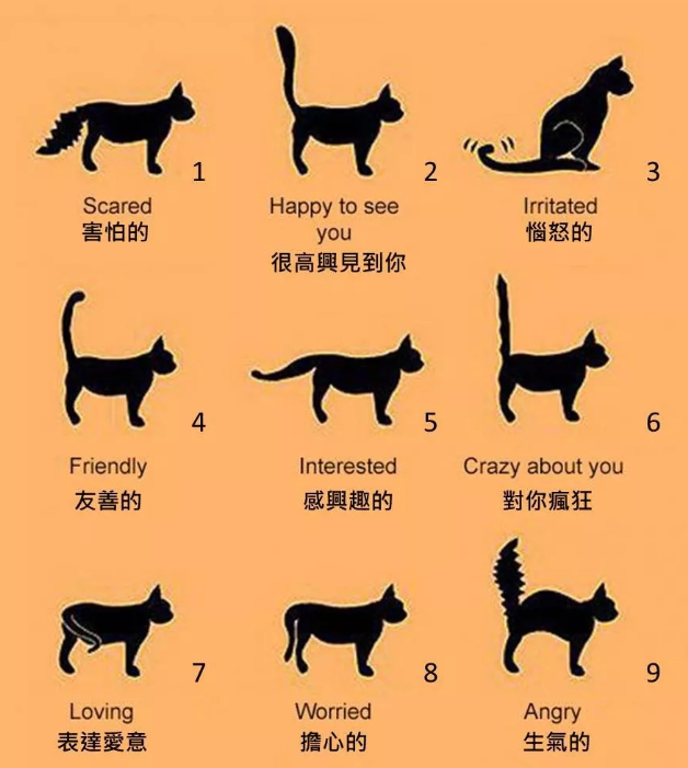 猫是真的爱你，还是单纯想混口饭吃？
