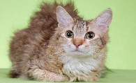 埃及猫和电烫卷猫打架谁更厉害