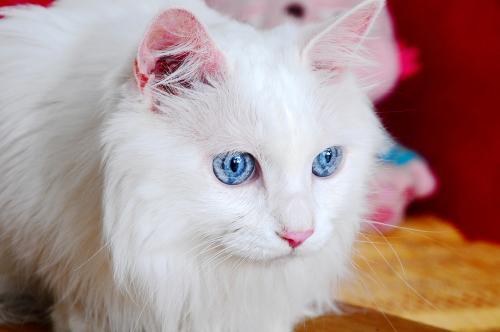 埃及猫和波斯猫打架谁更厉害