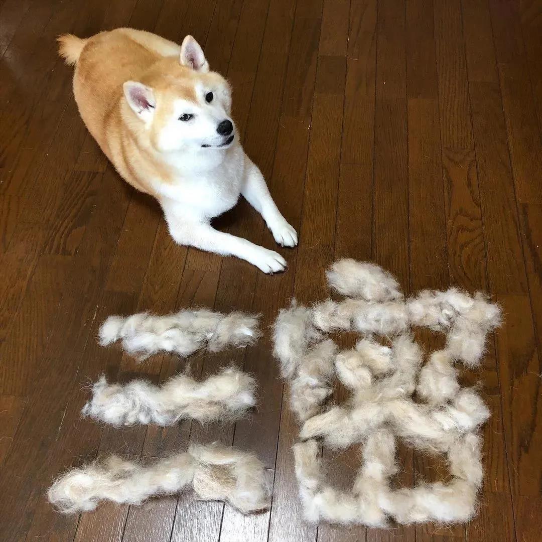 家里疯狂掉毛的狗子竟让铲屎官成了一个书法家! 家里疯狂掉毛的狗子竟让铲屎官成了一个书法家!