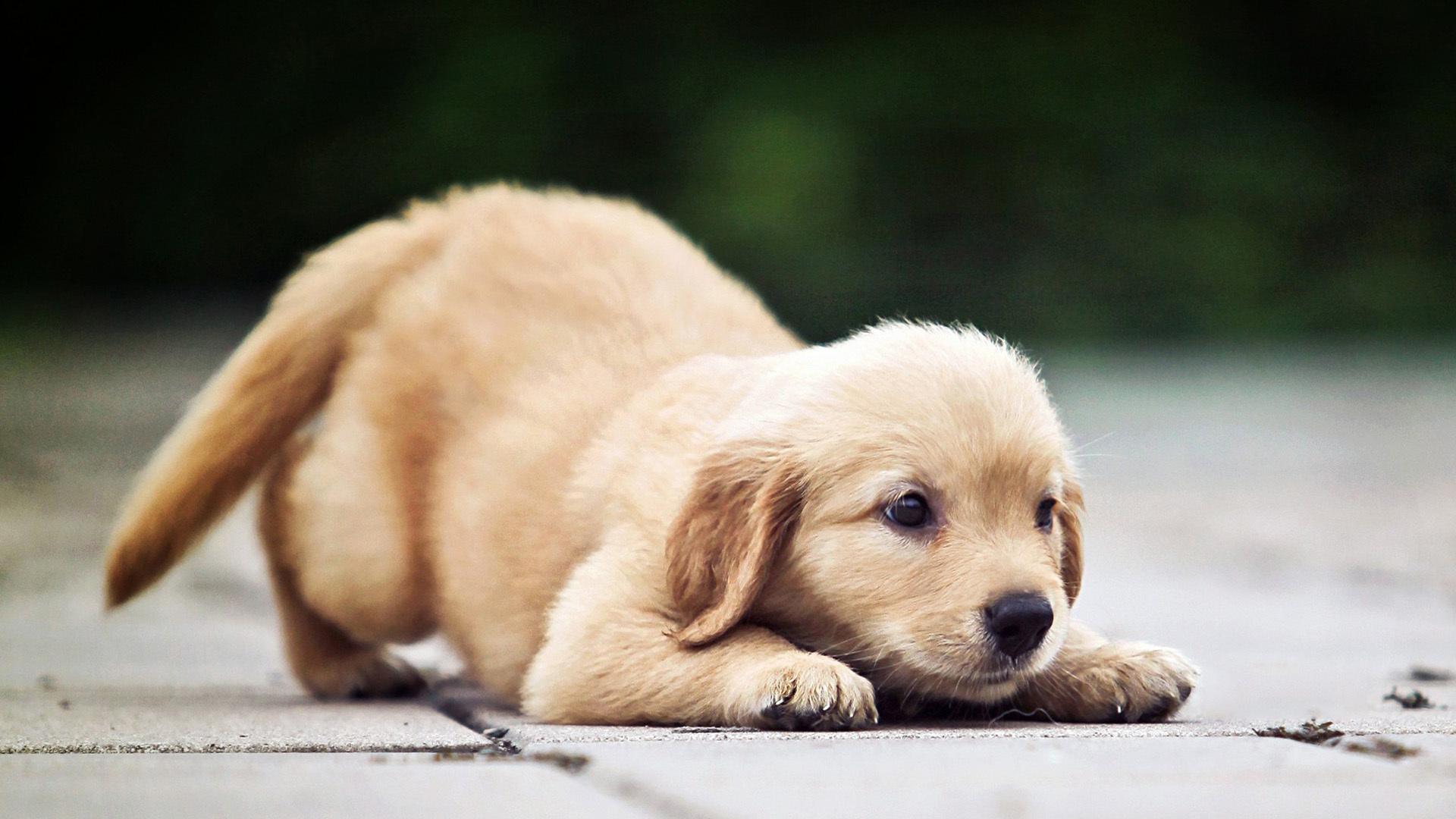 选择幼犬食物的注意点1