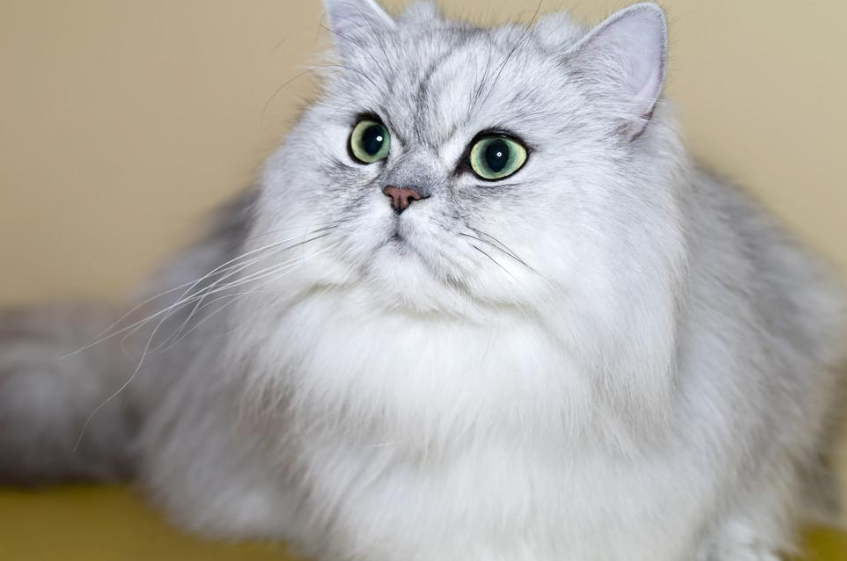 波斯猫和曼岛无尾猫打架谁更厉害