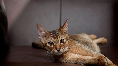 阿比西尼亚猫和山东狮子猫哪个好养 阿比西尼亚猫和山东狮子猫哪个好养