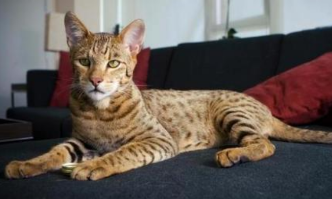 埃及猫和美国短尾猫打架谁更厉害