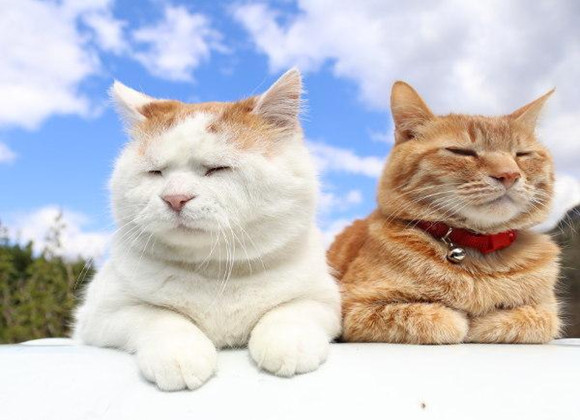 猫咪：莫挨劳资，我在思考喵生！