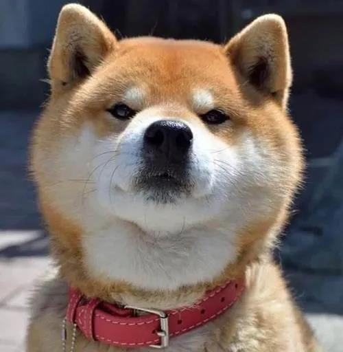 你最讨厌别人对你的狗狗做什么?jpg 你最讨厌别人对你的狗狗做什么?jpg
