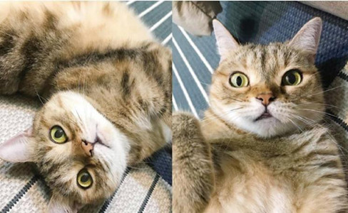 猫咪:莫挨劳资,我在思考喵生!