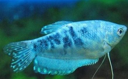 水中星星蓝星鱼的挑选攻略速戳