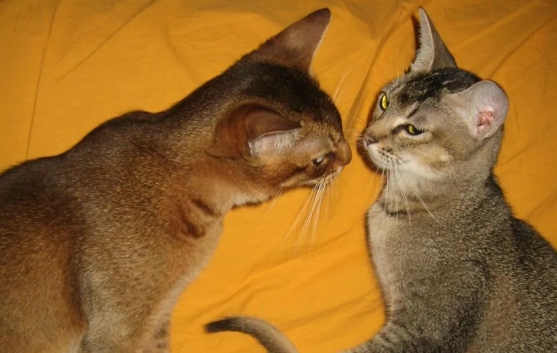 阿比西尼亚猫和美国硬毛猫打架谁更厉害