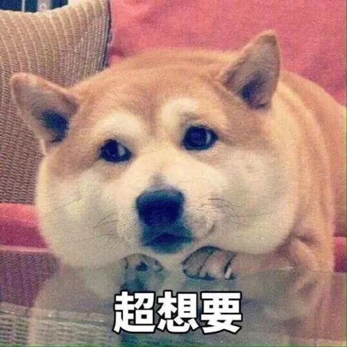 疫情居家隔离期间该如何遛狗?来看网友们各显神通! 疫情居家隔离期间该如何遛狗?来看网友们各显神通!