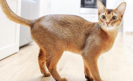 阿比西尼亚猫和美国卷耳猫哪个好养 阿比西尼亚猫和美国卷耳猫哪个好养