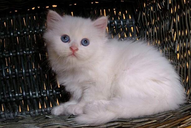 波斯猫和西伯利亚猫打架谁更厉害