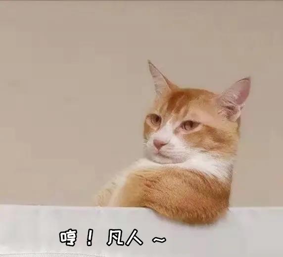 猫咪“劫持”飞机致其紧急降落,看来喵星人统治地球的速度又加快了! 猫咪“劫持”飞机致其紧急降落,看来喵星人统治地球的速度又加快了!