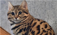 奥西猫和土耳其安哥拉猫打架谁更厉害