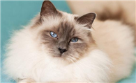 伯曼猫和德文卷毛猫打架谁更厉害