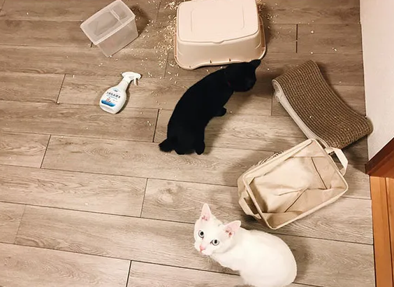 这么久了，你真的懂你的猫吗？它拆家除了调皮还有......