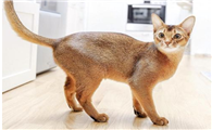 阿比西尼亚猫和美国硬毛猫哪个好养