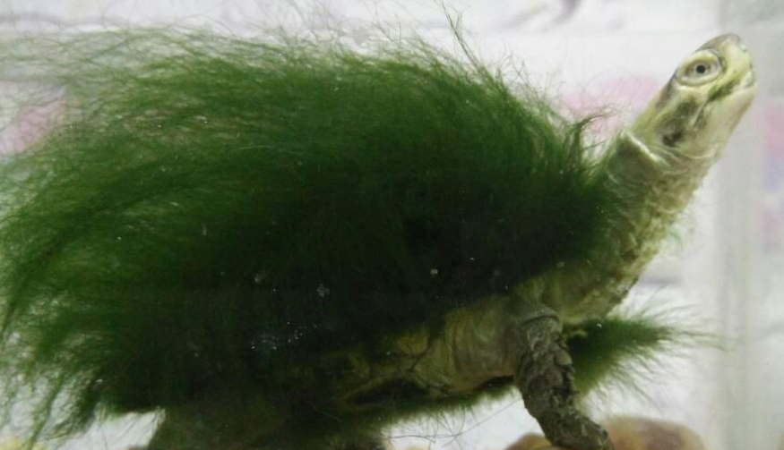 绿毛龟的绿毛衰败症症状是什么
