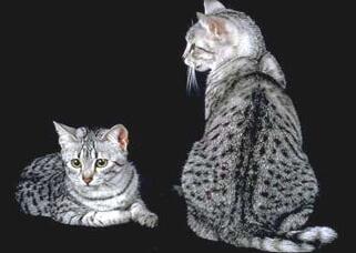 埃及猫和曼岛无尾猫打架谁更厉害
