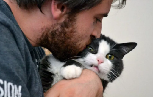 为什么我的猫总是故意不理我?一起来看看吧~ 为什么我的猫总是故意不理我?一起来看看吧~