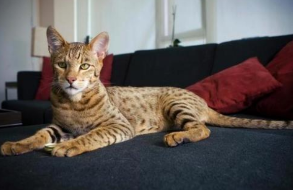 埃及猫和伯曼猫打架谁更厉害 埃及猫和伯曼猫打架谁更厉害