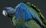 温柔靓丽的蓝头金刚鹦鹉，挑选技巧值得一看！
