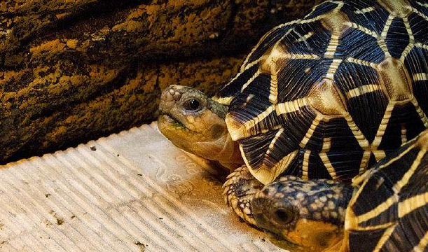 如何饲养印度星龟 喂食注意点
