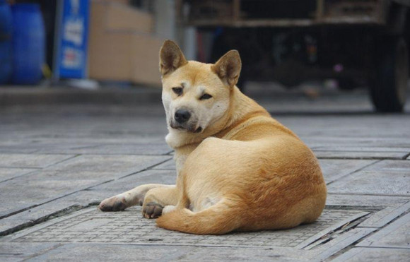 中国版《忠犬八公》开机，中华田园犬你终于翻身了！