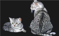 埃及猫和曼岛无尾猫打架谁更厉害