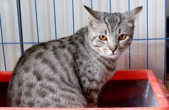 埃及猫和夏特尔猫打架谁更厉害