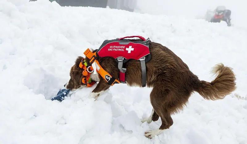 比仪器还灵敏的雪崩搜救犬&猫:两脚兽,我来救你啦!.jpg 比仪器还灵敏的雪崩搜救犬&猫:两脚兽,我来救你啦!.jpg