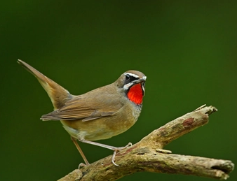 因为比较好调养,而幼鸟主要看是否有翅花和膀花,像红靛颏儿幼鸟有明显