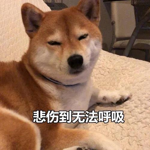 狗咬吕洞宾，不识好人心？狗：这个锅我背够了！.jpg