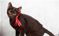 奥西猫和哈瓦那棕猫打架谁更厉害