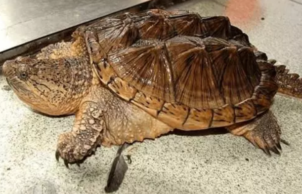 佛罗里达州拟鳄龟的栖息环境要求