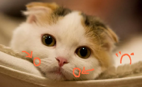 那些徒手给猫喂药的人，后来都怎么样了？